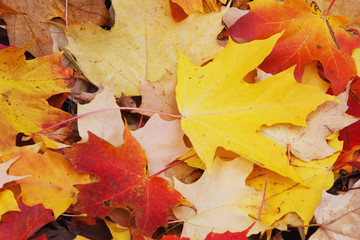 Leaves in autumn colours;Oregon united states of america