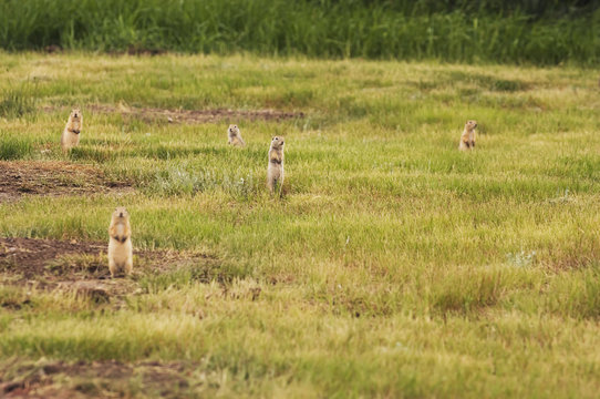 Group Or Town Of Black-Tailed Prairie Dogs. Grasslands National Park, Saskatchewan