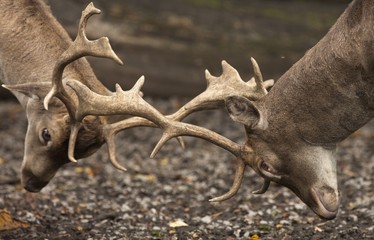 Two deer fighting with antlers