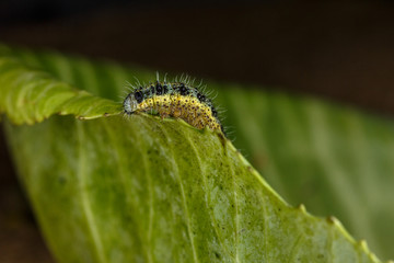 Зелёная гусеница на капустном листе