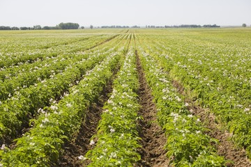 Field Of Flowering Potato Plants Growing In Rows; Alberta, Canada