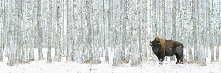 Buffalo in snowy forest, Elk Island National Park, Alberta, Canada