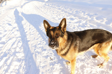 German shepherd dog on snow in winter day