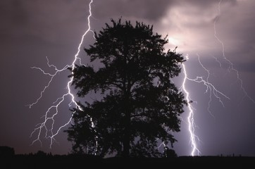 Lightning strike in sky behind tree