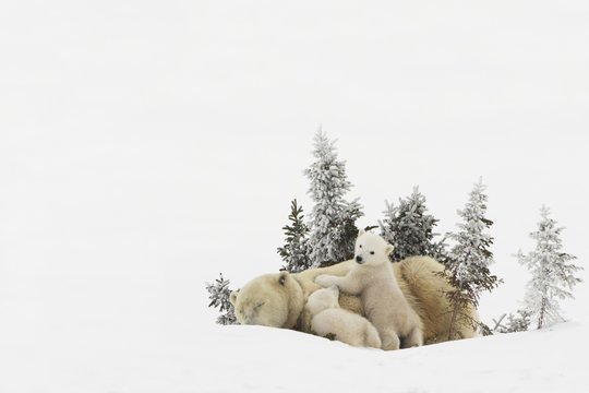 Polar Bear (Ursus Maritimus) Mother And Her Cubs Playing In The Snow In Wapusk National Park; Churchill, Manitoba, Canada