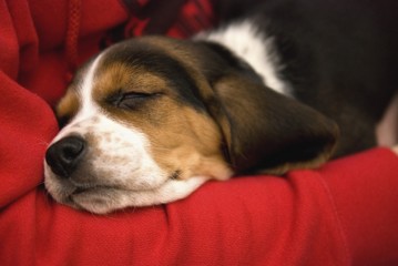A Dog Naps On A Red Blanket; Bashaw, Alberta, Canada