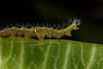 Зелёная гусеница на капустном листе