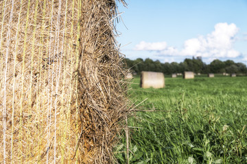 hay rolls on the field