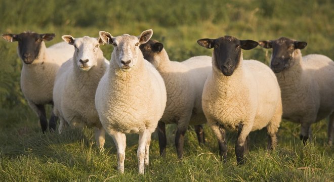 Sheep In A Pasture; Yorkshire, England