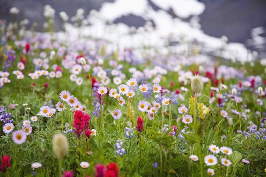Wildflowers in Mt. Rainier National Park, Washington, USA