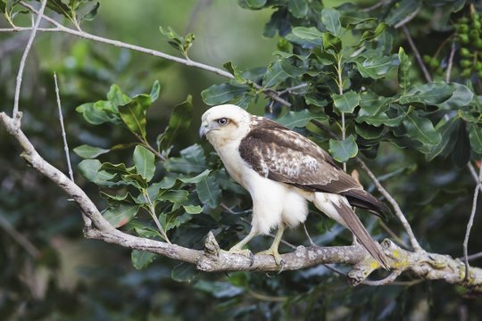 Fototapeta Hawaii, United States Of America  Hawaiian Hawk (Buteo Solitarius) Also Known As 'lo, Perched On Tree Branch