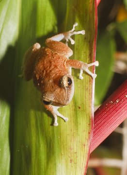 Hawaii, United States Of America; Coqui Frog (Eleutherodactylus Coqui) On Leaf, An Invasive Or Alien Species In Hawaii