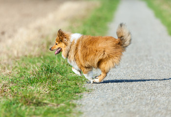 Shetland Sheepdog läuft über einen Weg