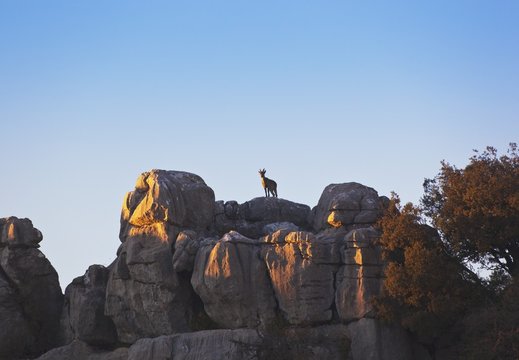 Antequera, Malaga, Spain; Spanish Wild Goat (Capra Pyrenaica) In El Torcal Park Nature Reserve
