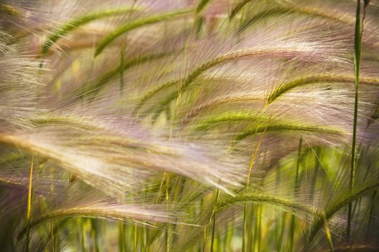 Prairie Grass Blowing In The Wind; Mayo, Yukon