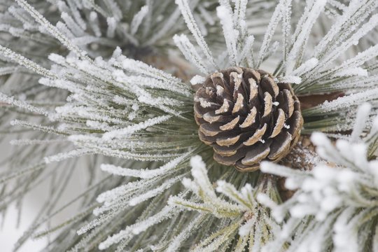Calgary, Alberta, Canada; Needles Of A Pine Tree And A Pine Cone Covered In Frost