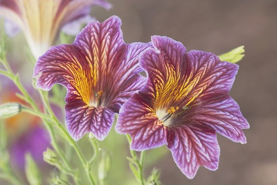 Close-up of Allegheny monkeyflower
