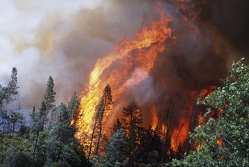 Trees burning in forest fire, California, USA