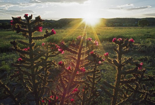 Sunset, Cane Cholla (Opuntia Spinosior)