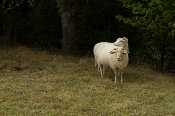 Obraz premium Schafe