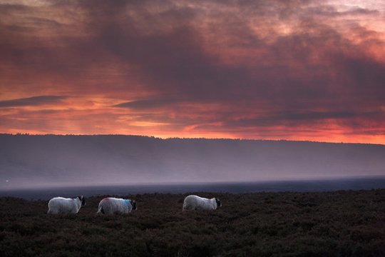 North Yorkshire, England; Sheep Grazing