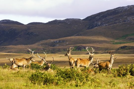 Island Of Islay, Scotland; Male Deer Roaming The Hills