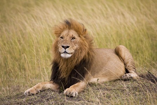 Lion, Masai Mara National Reserve, Kenya