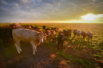 Limousin - Rinderherde früh morgens auf der Herbstweide
