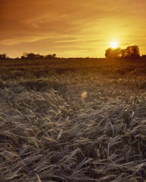 Crops, Barley - Showing Effects Of Storm; Ireland