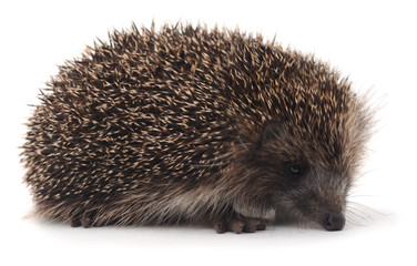 Obraz premium Big hedgehog.