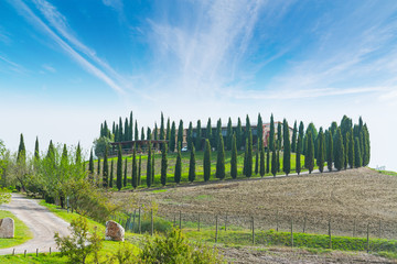 row of cypresses in Val d'Orcia