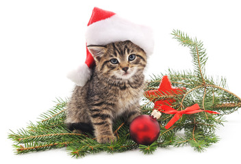 Cat near the Christmas tree.