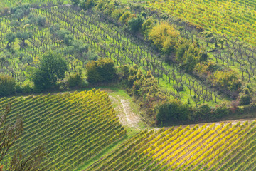 Fototapeta na wymiar rows of vineyards in Tuscany