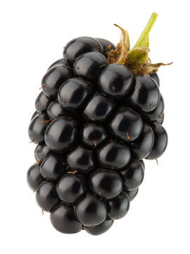 blackberry isolated on the white background