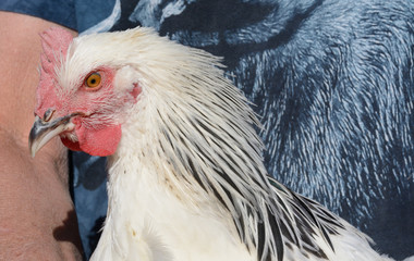 Portrait of light Sussex Rooster Chicken