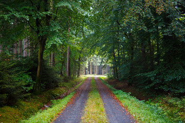 Forest in Autumn Time