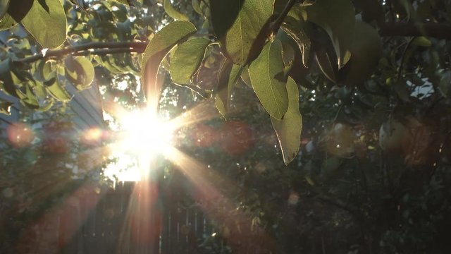 Sun rays shining bright through trees over backyard cedar fence, real time in 4K.