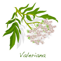 valeriana herb vector. - obrazy, fototapety, plakaty