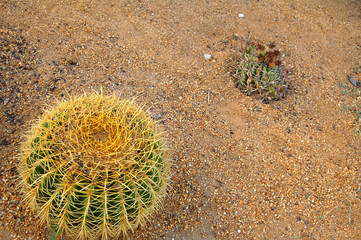 Cactus 2