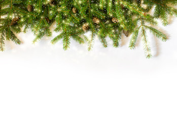 spruce branches on white background