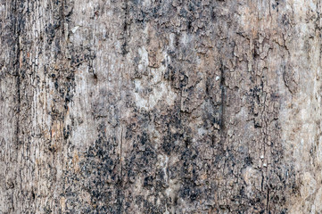 Texture of bark in the natural park,tree texture abstract for background