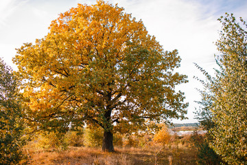 Obraz premium Autumn landscape with orange oak tree in the field. nature - in sunny . Picturesque view of . in sunlight