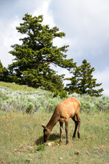 Yellowstone National Park