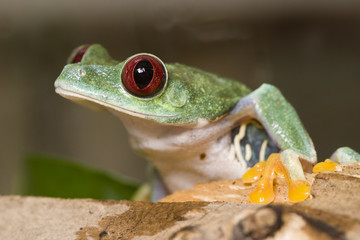 frog in a plant - red-eyed tree frog Agalychnis callidryas