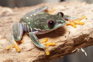 frog in a plant - red-eyed tree frog Agalychnis callidryas