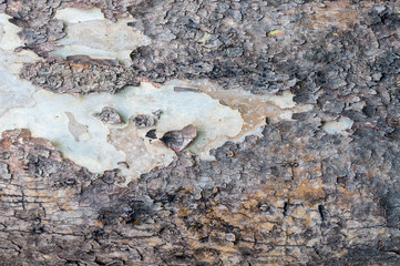 Texture of bark in the natural park,tree texture abstract for background