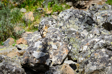 Yellowstone National Park