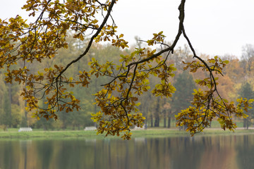 yellow oak leaves on a background of pond, Park, trees, autumn,