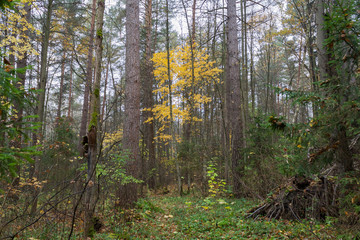 Forest landscape in cloudy and rainy autumn day