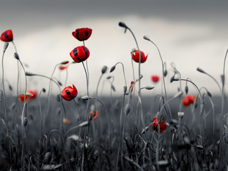 Obraz premium Poppies